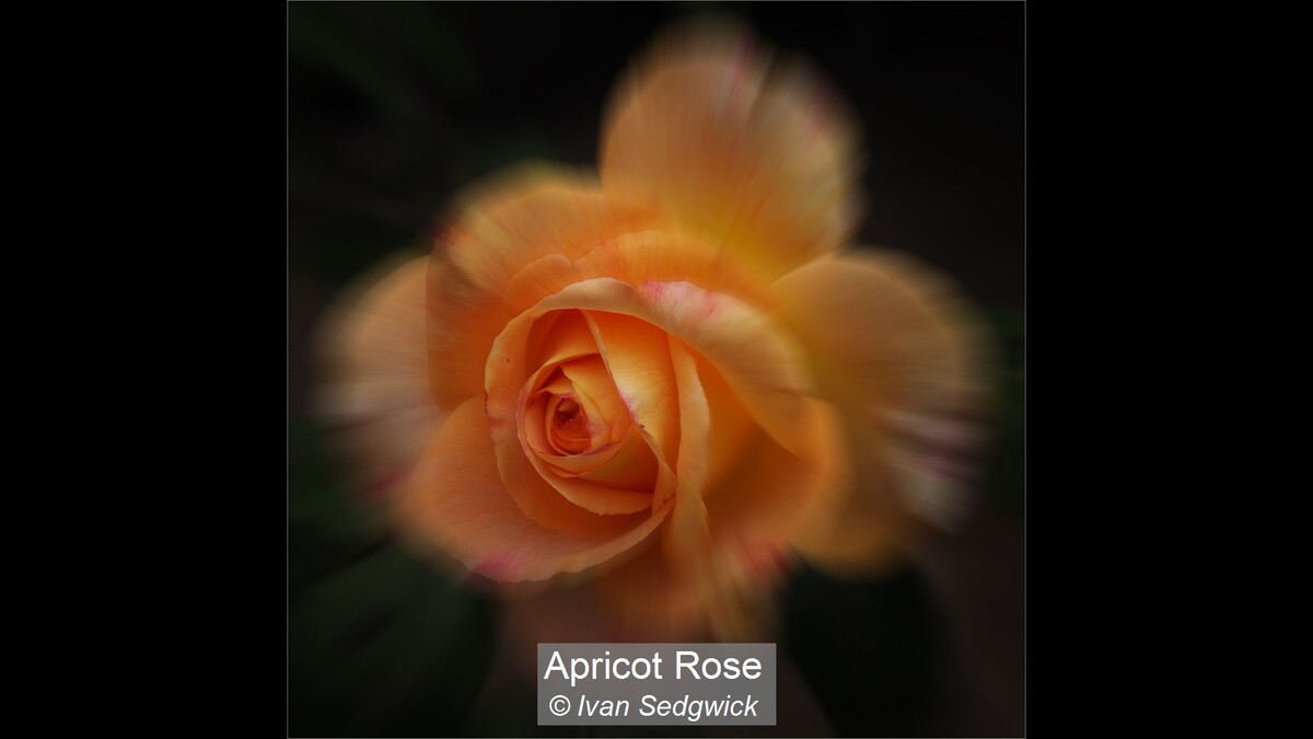 Apricot Rose